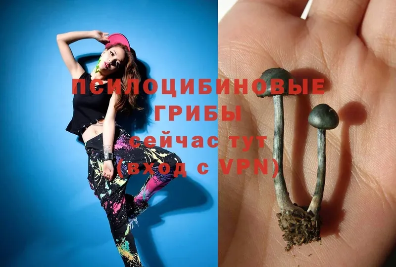 Галлюциногенные грибы Magic Shrooms  где купить   KRAKEN   Валдай 